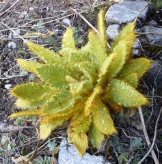Meconopsis paniculata