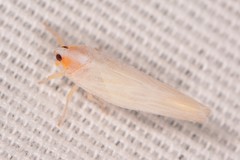 Neocenchrea heidemanni