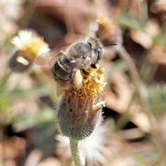 Anthophora squammulosa