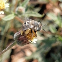 Anthophora squammulosa