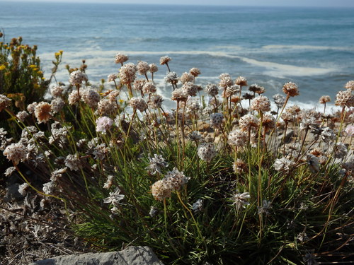 Armeria welwitschii, photograph 6