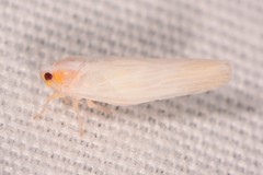 Neocenchrea heidemanni