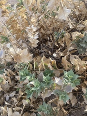 Ambrosia ilicifolia
