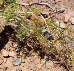 Asparagus burchellii