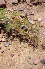 Asparagus burchellii