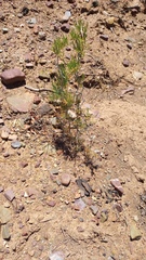 Asparagus burchellii