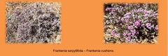 Frankenia serpyllifolia