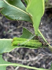 Callopistria floridensis