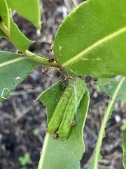 Callopistria floridensis