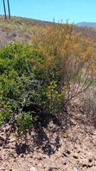 Asparagus burchellii