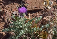Cirsium undulatum undulatum