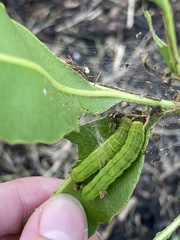 Callopistria floridensis