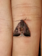 Micrathetis canifimbria
