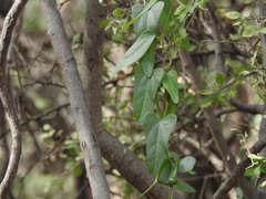 Cocculus diversifolius