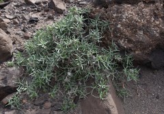 Atractylis arbuscula