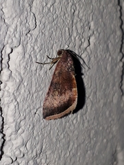 Micrathetis canifimbria