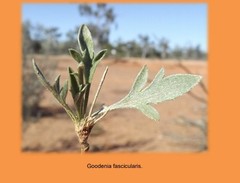 Goodenia fascicularis
