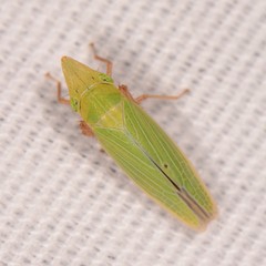 Draeculacephala constricta