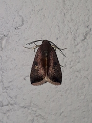 Micrathetis canifimbria