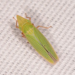 Draeculacephala constricta