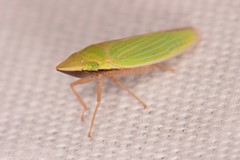 Draeculacephala constricta