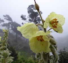 Meconopsis paniculata