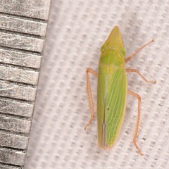 Draeculacephala constricta