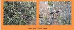 Hakea collina