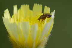 Lepidargyrus ancorifer