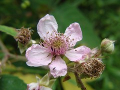 Rubus fruticosus