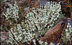 Cladonia rappii