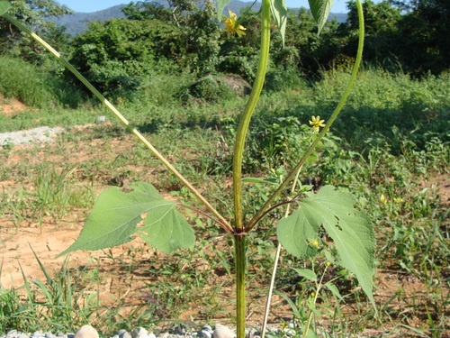 Image of Baltimora recta by (c) Alexis López Hernández, some rights reserved (CC BY)