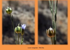 Linum marginale
