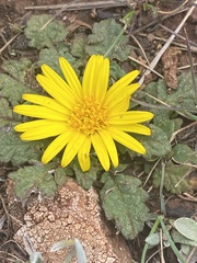 Paranephelius