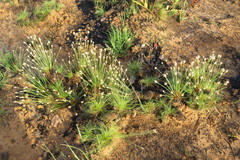 Bulbostylis paradoxa