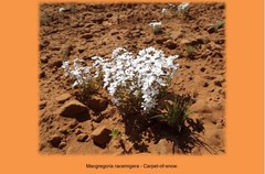 Macgregoria racemigera