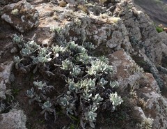 Helichrysum gossypinum