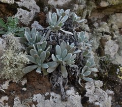 Helichrysum gossypinum