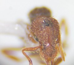 Strumigenys rostrata
