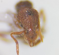 Strumigenys rostrata