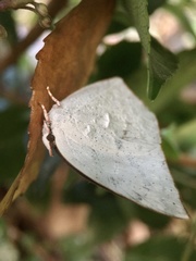 Curetis acuta paracuta