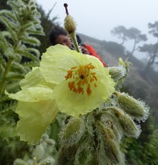 Meconopsis paniculata