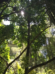 Dysoxylum spectabile