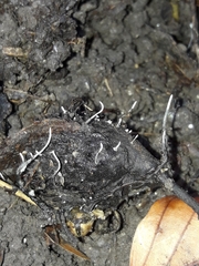 Xylaria carpophila