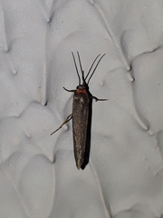 Metalobosia cuprea