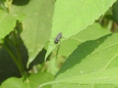 Lyroda