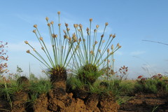 Bulbostylis paradoxa