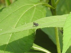Lyroda