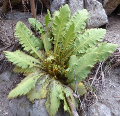 Meconopsis paniculata