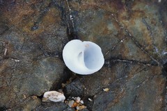 Vanikoro sigaretiformis